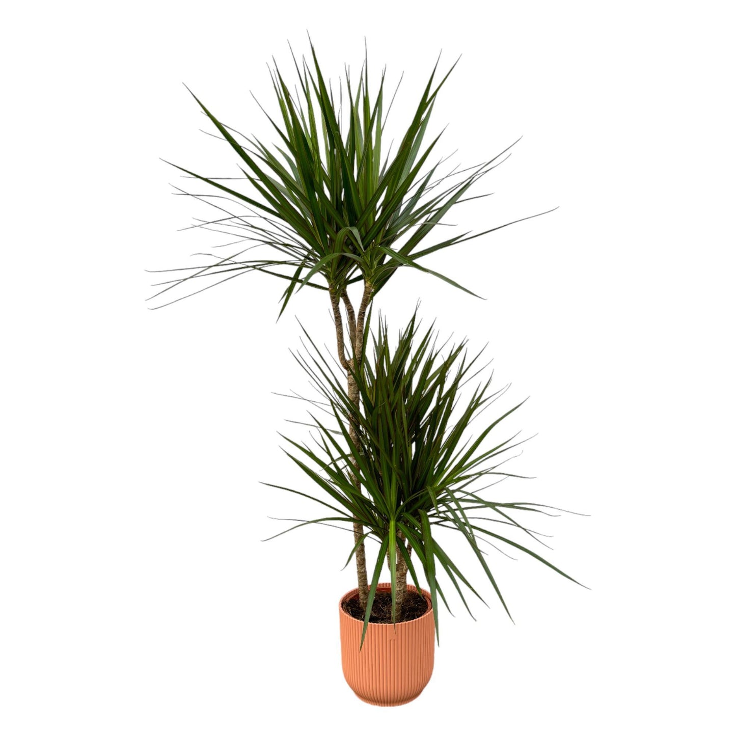Dracaena Marginata - ↨120cm - Ø21cm inclusief Elho pot