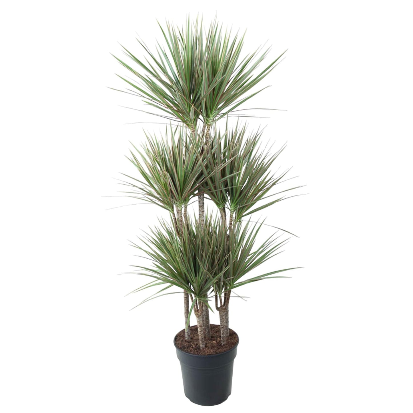 Dracaena Bicolor