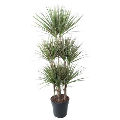 Dracaena Bicolor