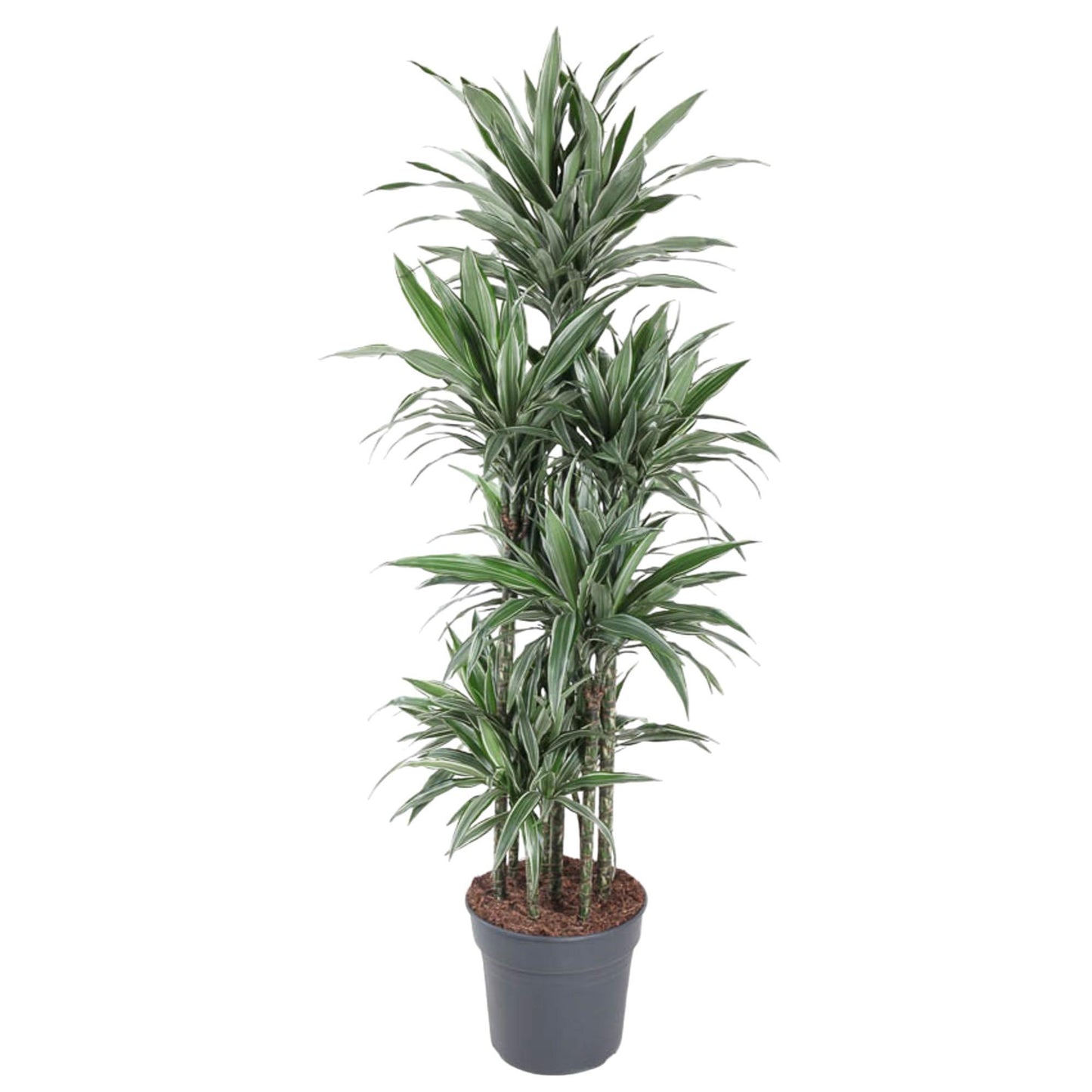 Dracaena Warneckei