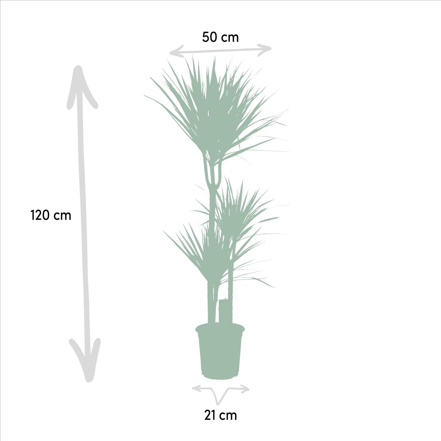Dracaena Marginata - ↨120cm - Ø21cm + Dracaena Marginata - 70cm - Ø17cm