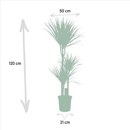 Dracaena Marginata - ↨120cm - Ø21cm + Dracaena Marginata - 70cm - Ø17cm