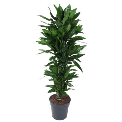 Dracaena Janet Lind