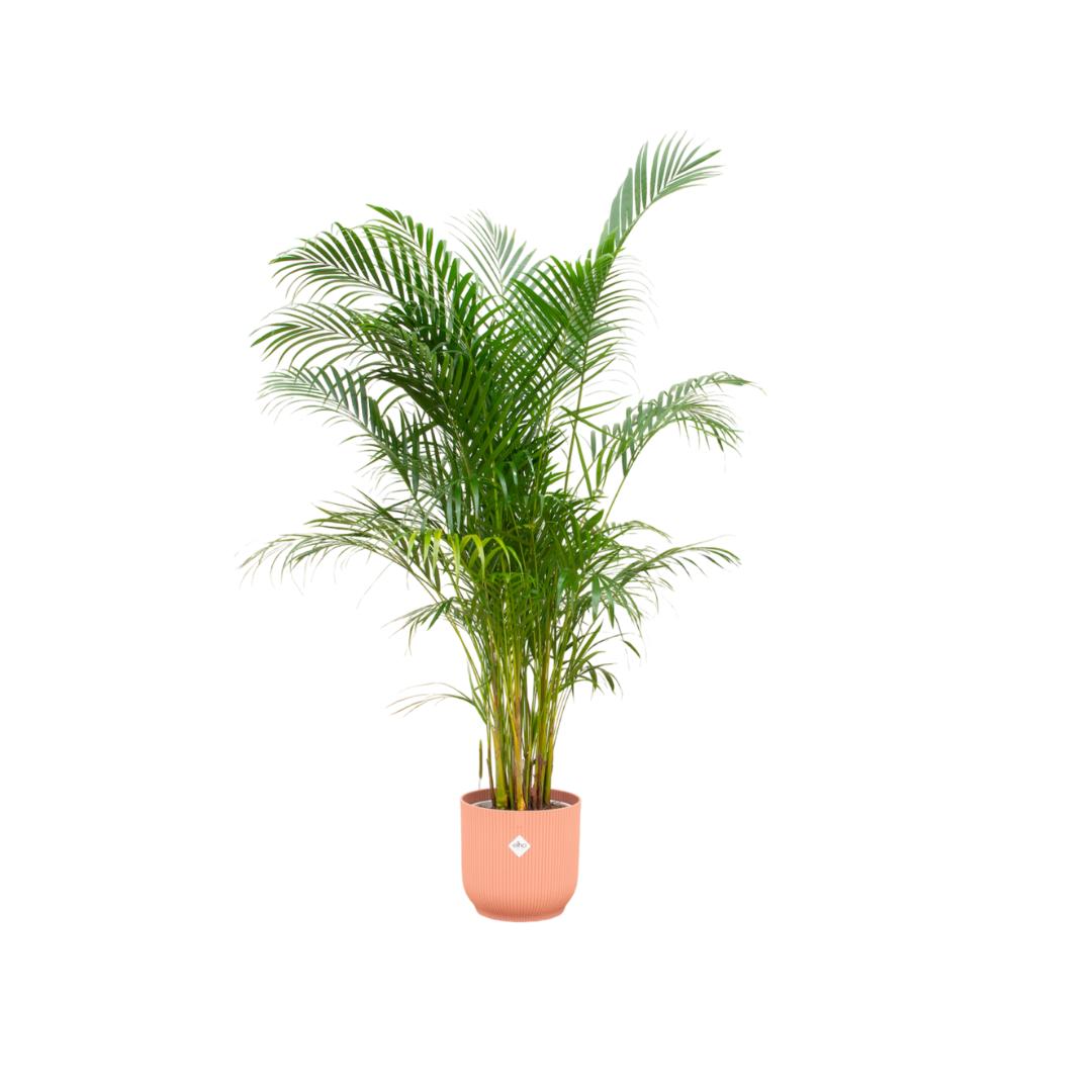 Areca palm - inclusief elho Vibes Fold Round