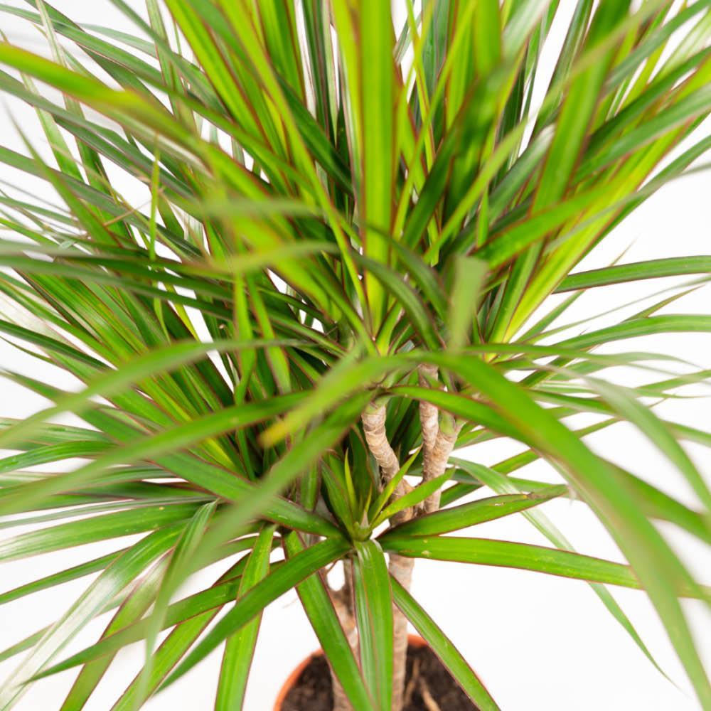 Dracaena Marginata - ↨120cm - Ø21cm + Dracaena Marginata - 70cm - Ø17cm