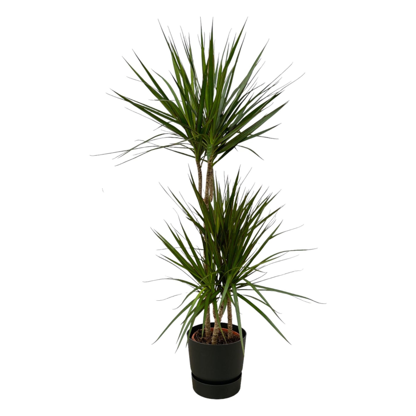 Dracaena Marginata - ↨120cm - Ø21cm inclusief Elho pot