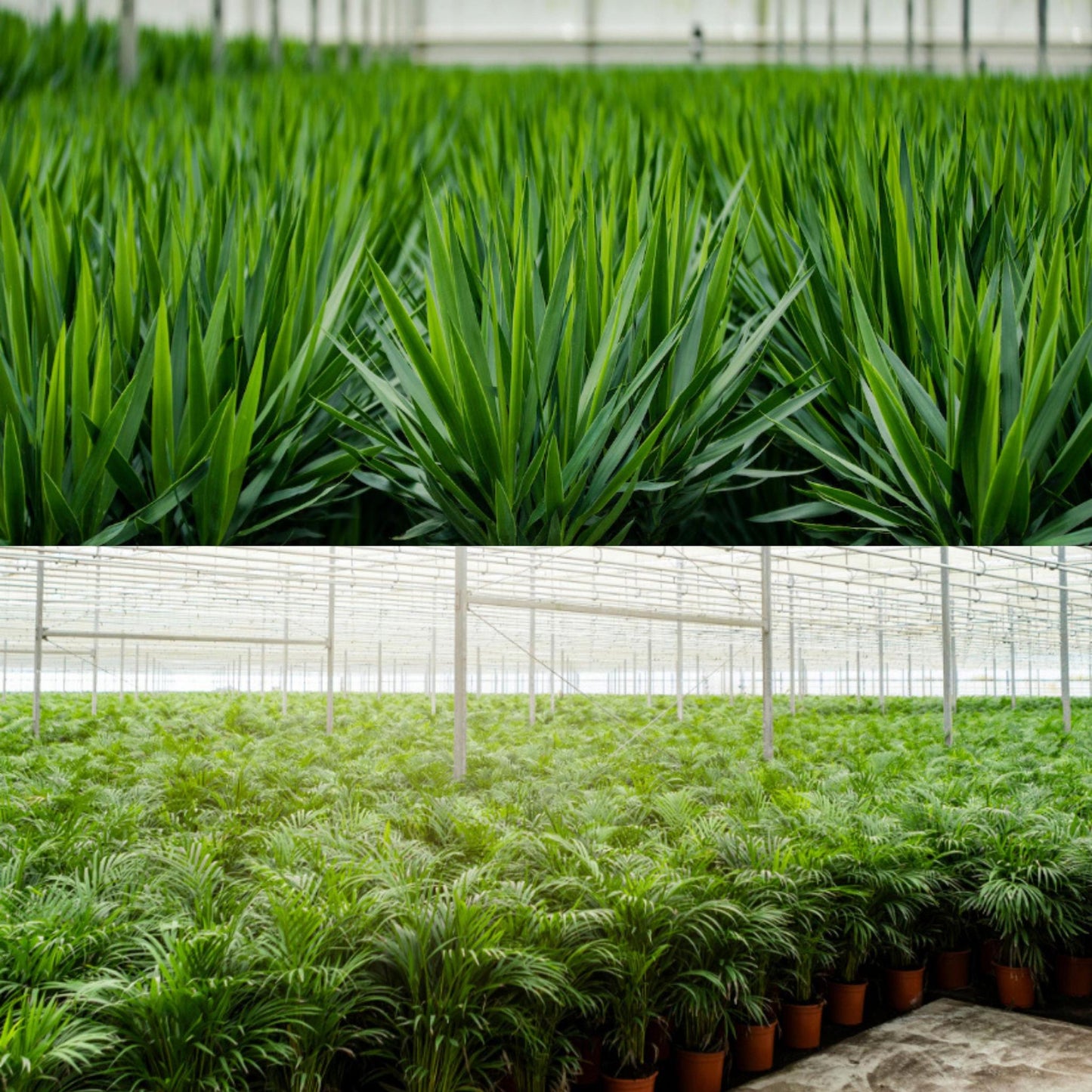 Areca - ↨130cm - Ø24cm + Yucca - ↨100cm - Ø21cm