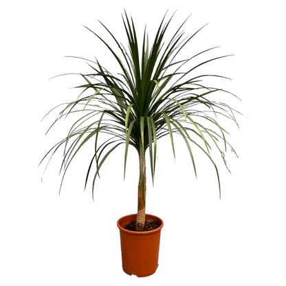 Dracaena Draco