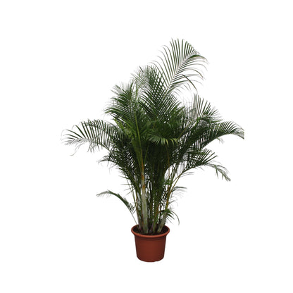 Areca palm (Dypsis Lutescens)