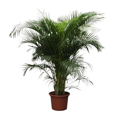Areca palm (Dypsis Lutescens)