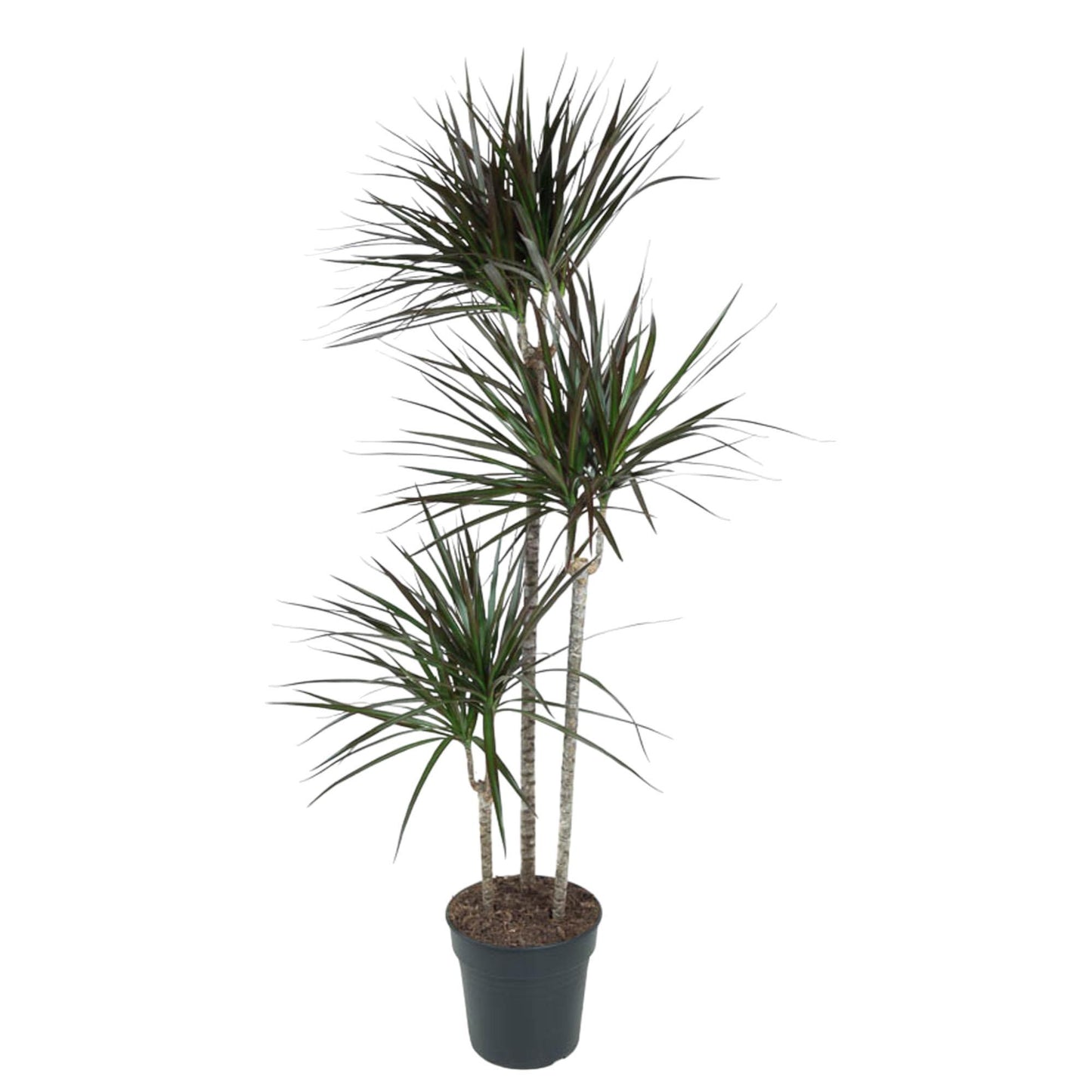 Dracaena Magenta