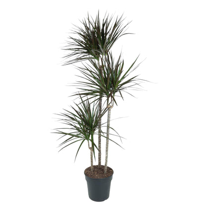 Dracaena Magenta