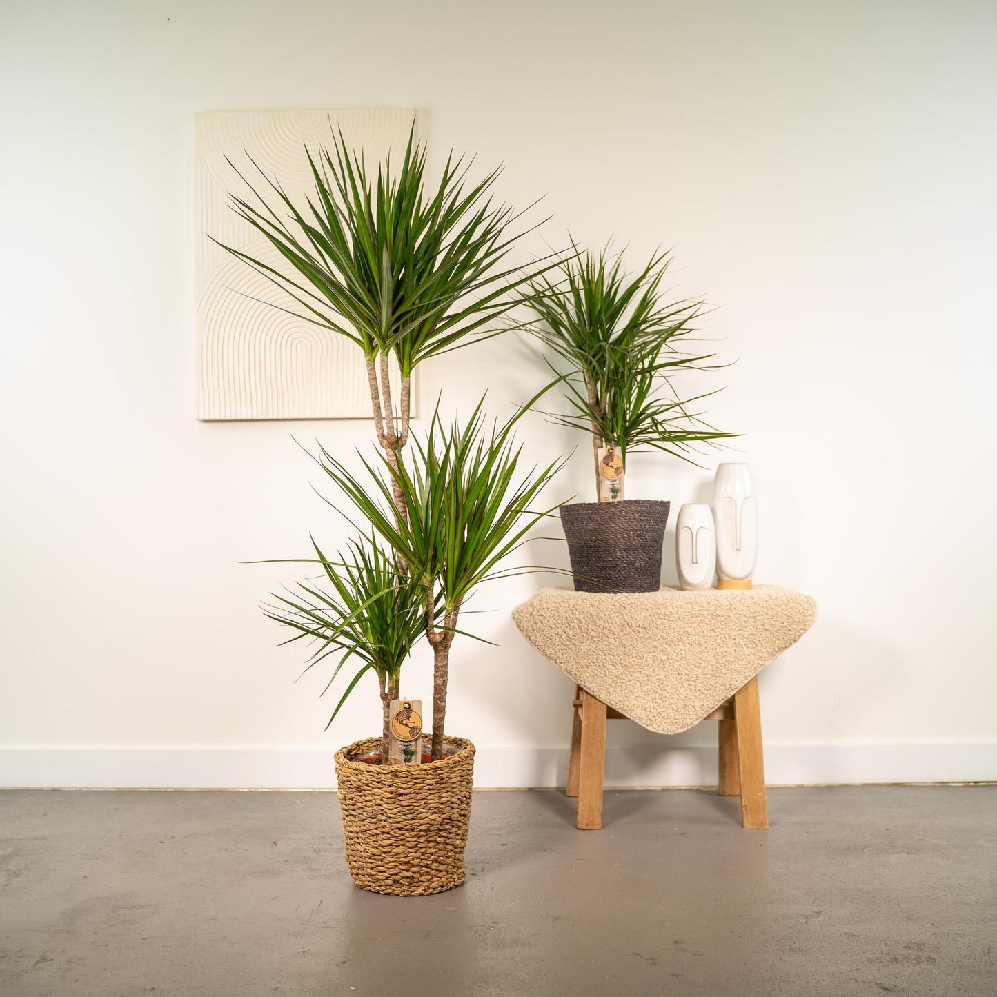 Dracaena Marginata - ↨120cm - Ø21cm + Dracaena Marginata - 70cm - Ø17cm