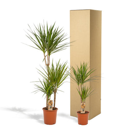 Dracaena Marginata - ↨120cm - Ø21cm + Dracaena Marginata - 70cm - Ø17cm