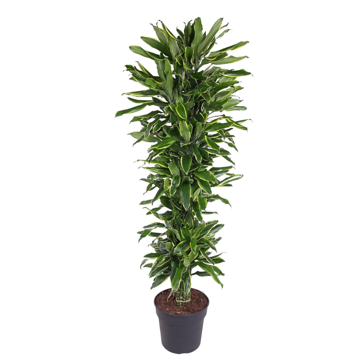 Dracaena Golden Coast