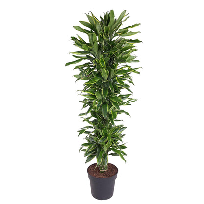 Dracaena Golden Coast