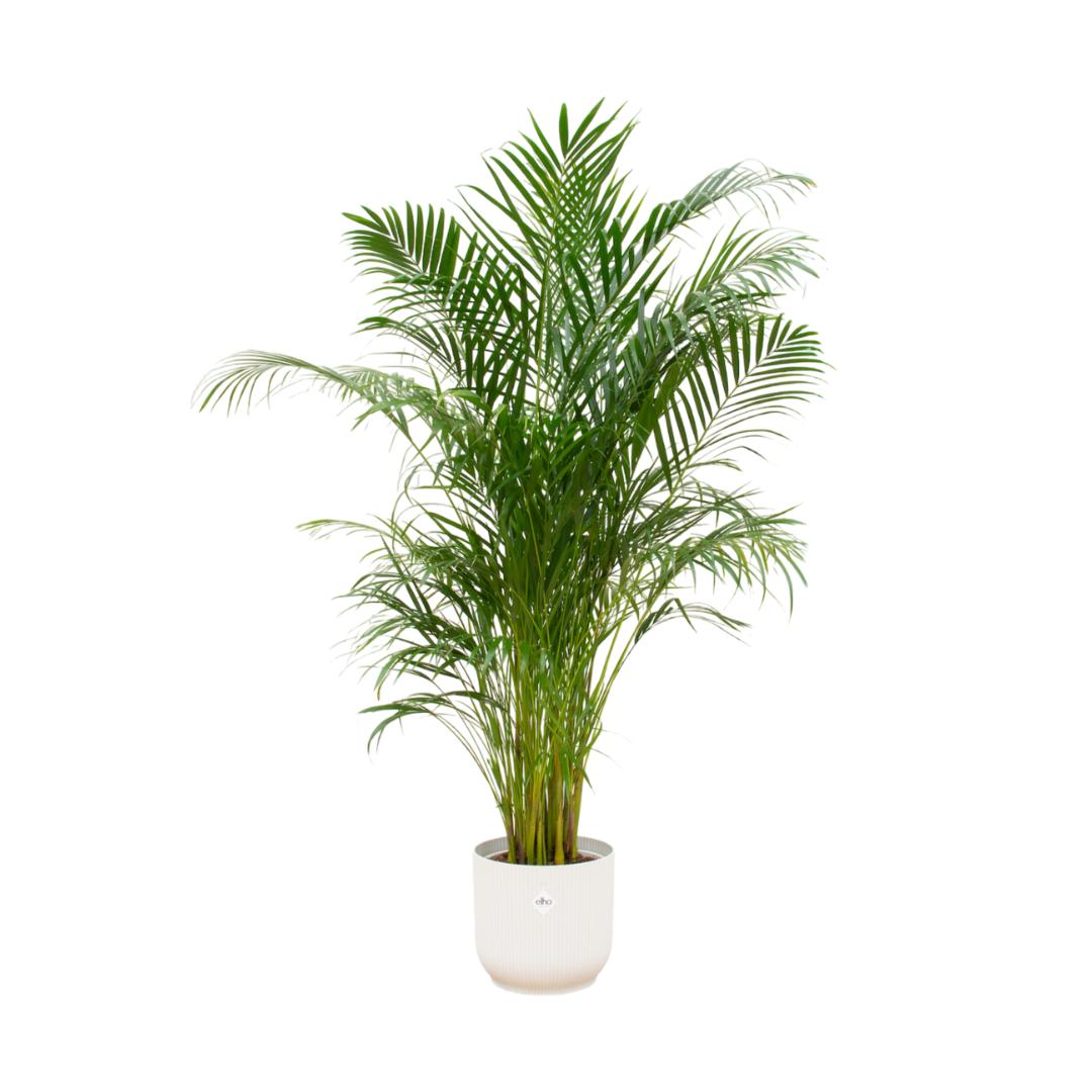 Areca palm - inclusief elho Vibes Fold Round