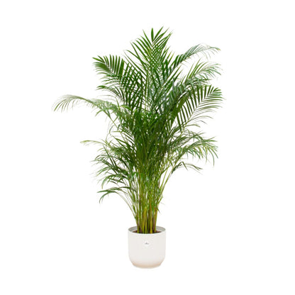 Areca palm - inclusief elho Vibes Fold Round