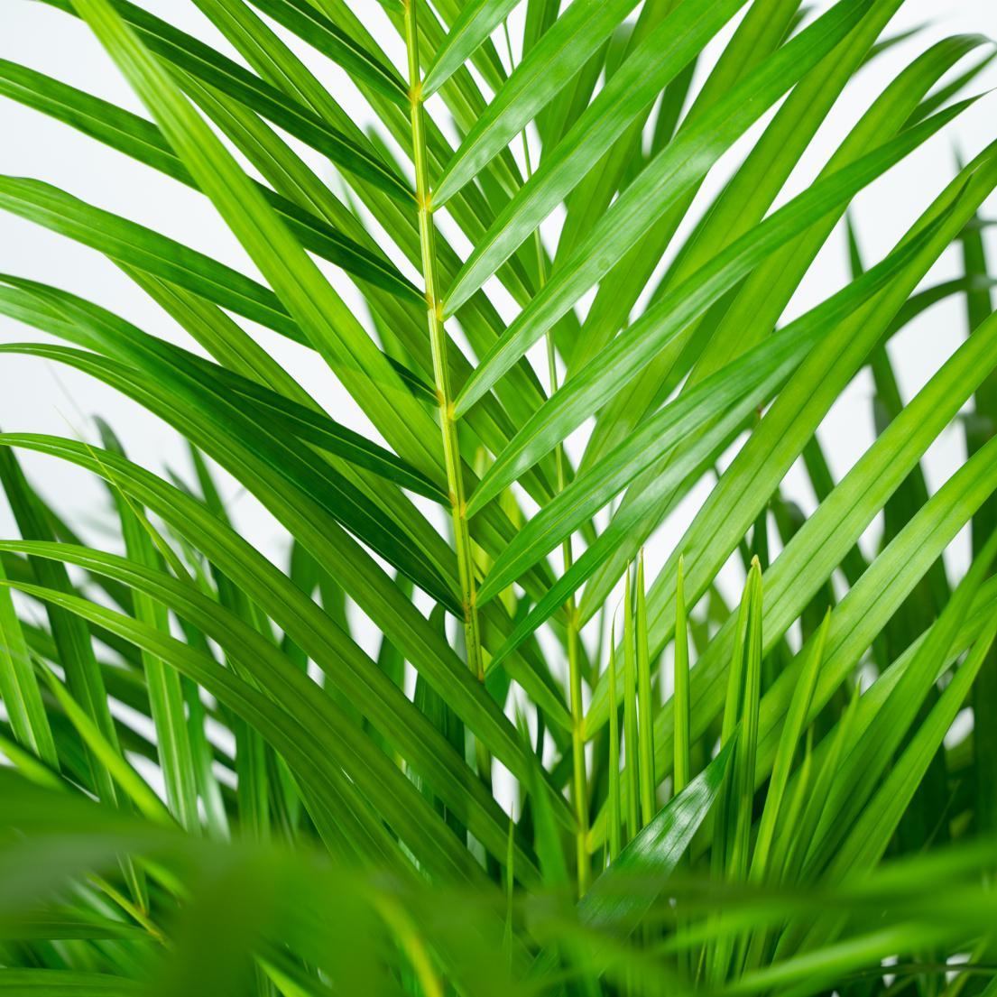 Areca palm (Dypsis Lutescens)