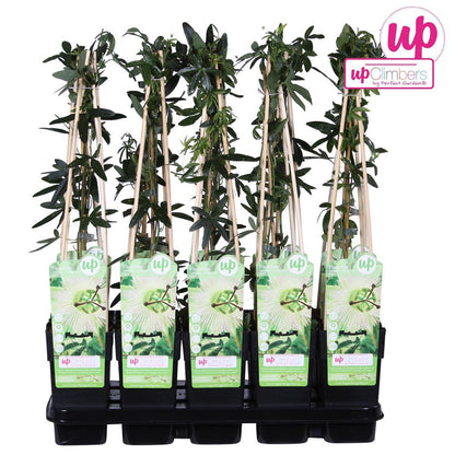 Passiflora wit caerulea 'Constance Elliot' - Ø15cm - ↕65cm