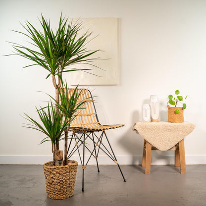 Dracaena Marginata met mand - ↨120cm - Ø21cm