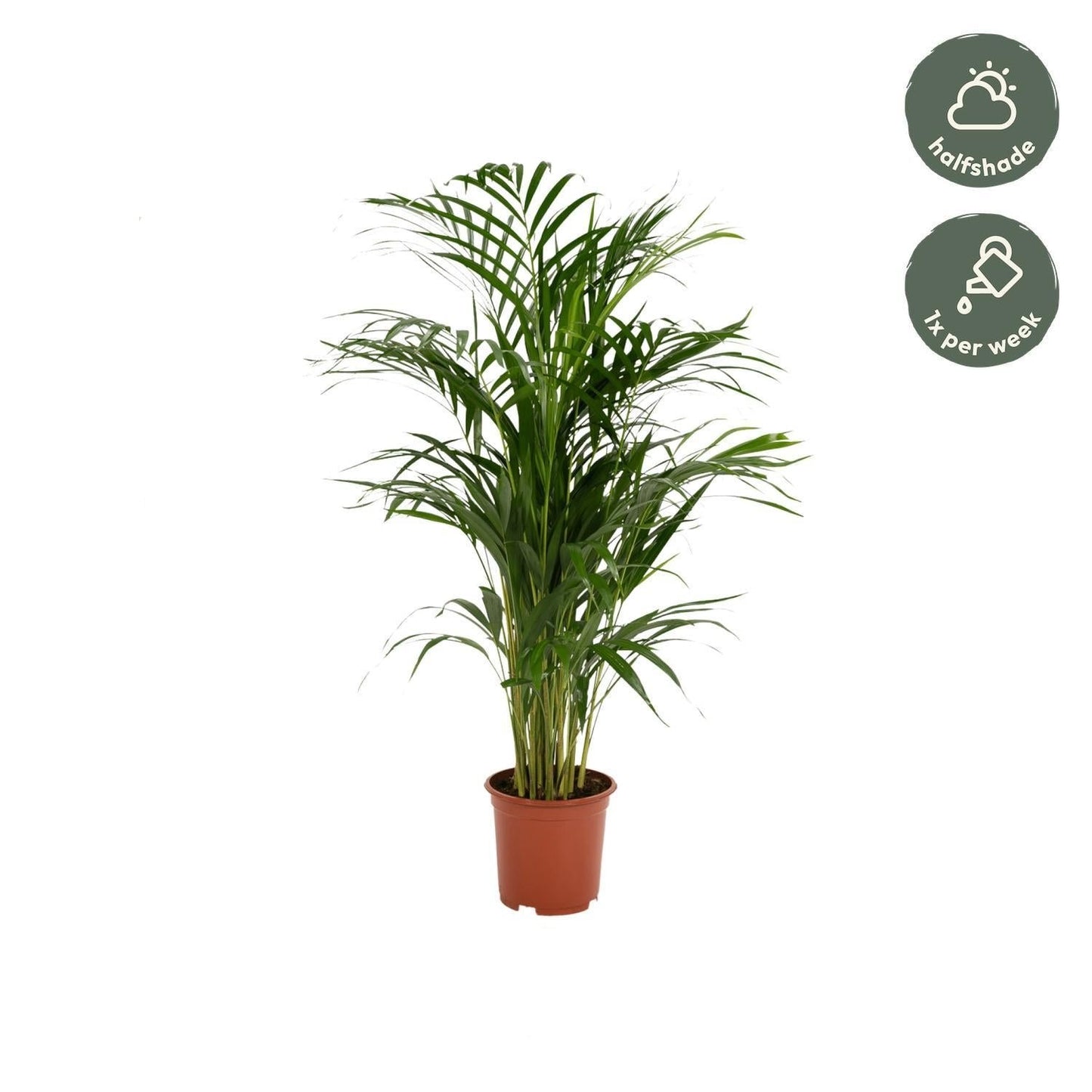 Areca palm (Dypsis Lutescens)
