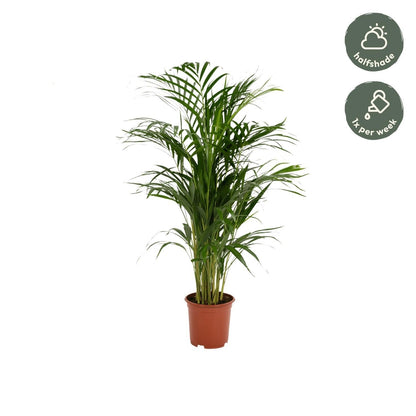 Areca palm (Dypsis Lutescens)