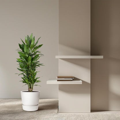 Dracaena Janet Lind