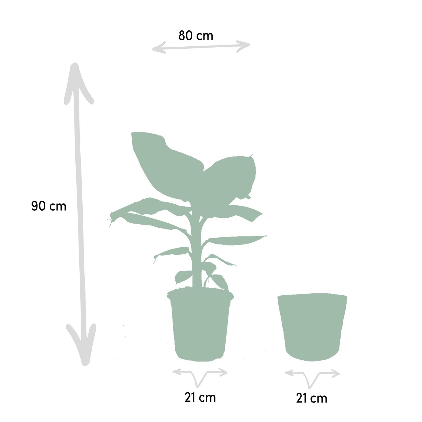 Monstera Deliciosa - Ø21cm - ↕75cm + Musa Dwarf Cavendish - Ø21cm - ↕85cm + Mand Selin