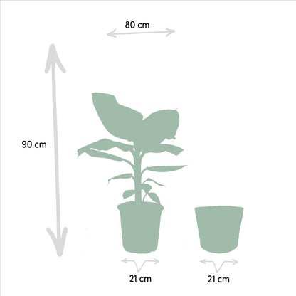 Monstera Deliciosa - Ø21cm - ↕75cm + Musa Dwarf Cavendish - Ø21cm - ↕85cm + Mand Selin