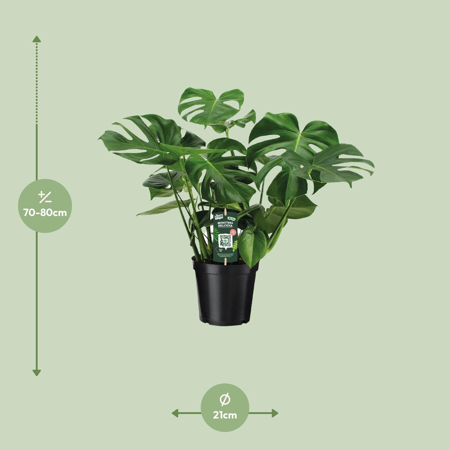 Monstera Deliciosa - Gatenplant - Ø21cm - ↕65cm - Ø21 - 65cm