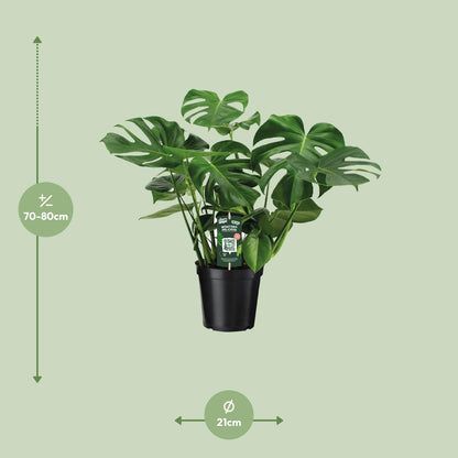 Monstera Deliciosa - Gatenplant - Ø21cm - ↕65cm - Ø21 - 65cm