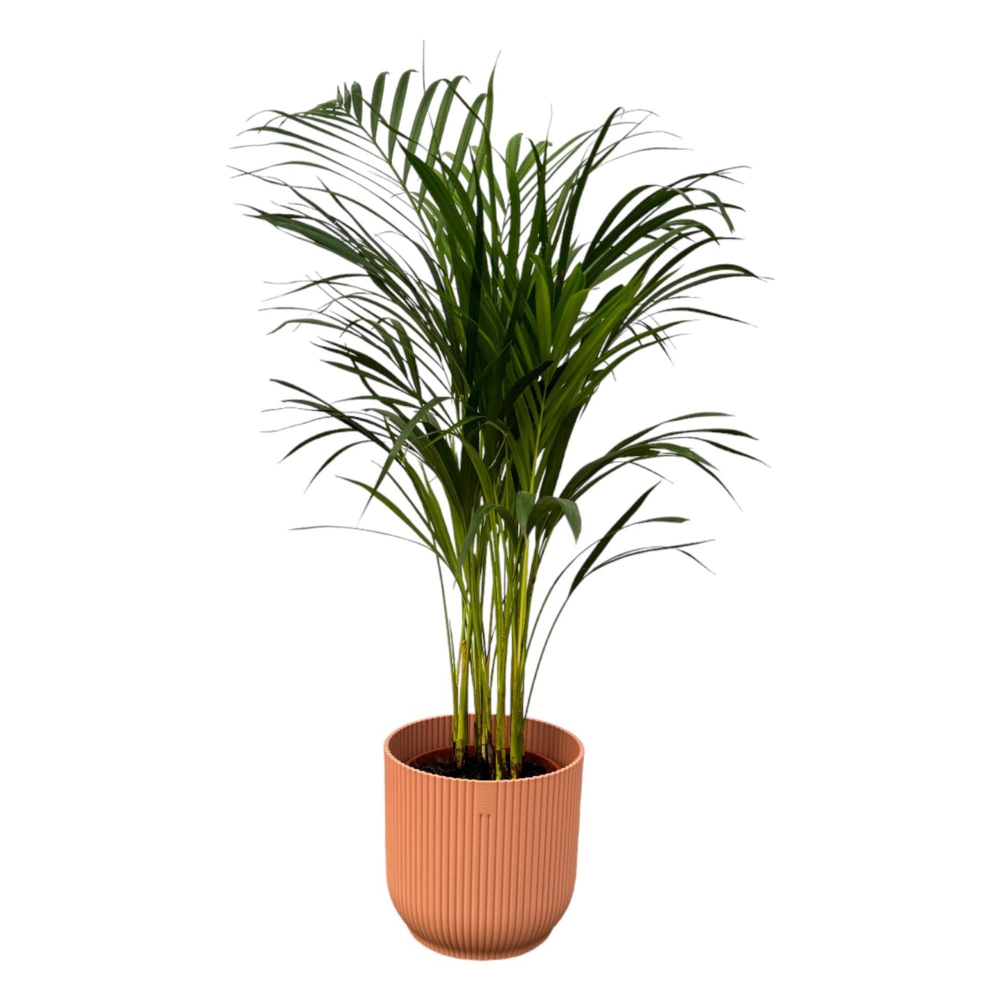 Areca palm - inclusief elho Vibes Fold Round