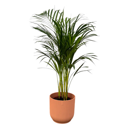 Areca palm - inclusief elho Vibes Fold Round