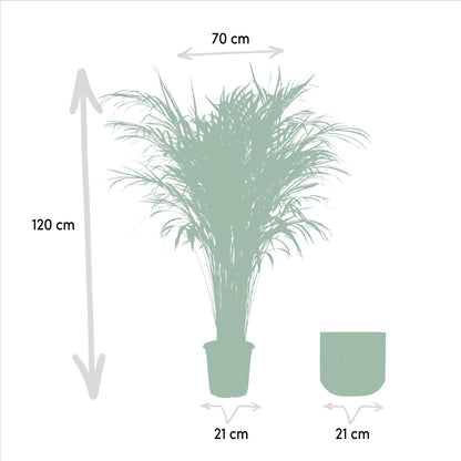 Areca palm met pot - ↨110cm - Ø21cm
