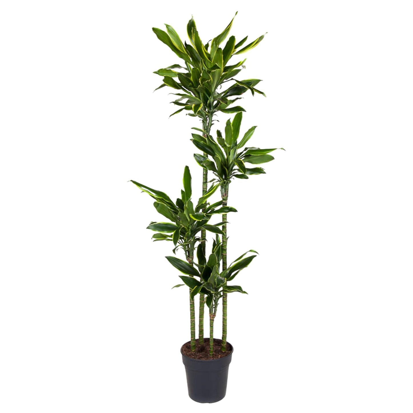 Dracaena Golden Coast