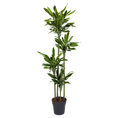 Dracaena Golden Coast