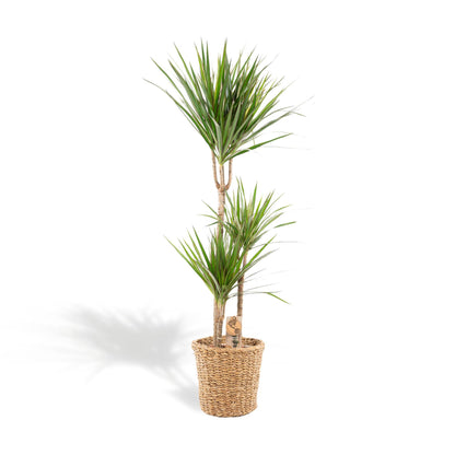 Dracaena Marginata met mand - ↨120cm - Ø21cm