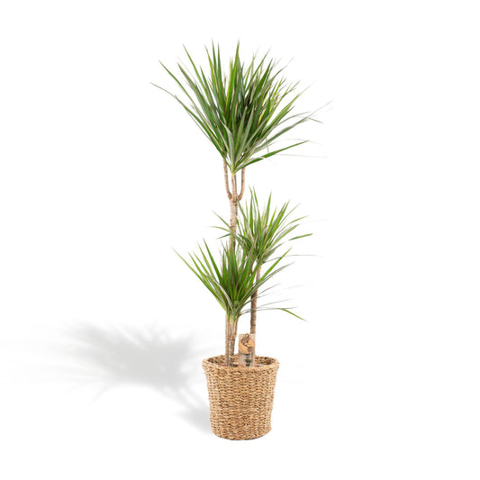 Dracaena Marginata met mand - ↨120cm - Ø21cm