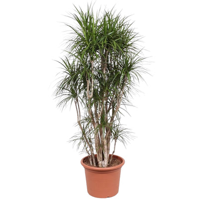 Dracaena Marginata