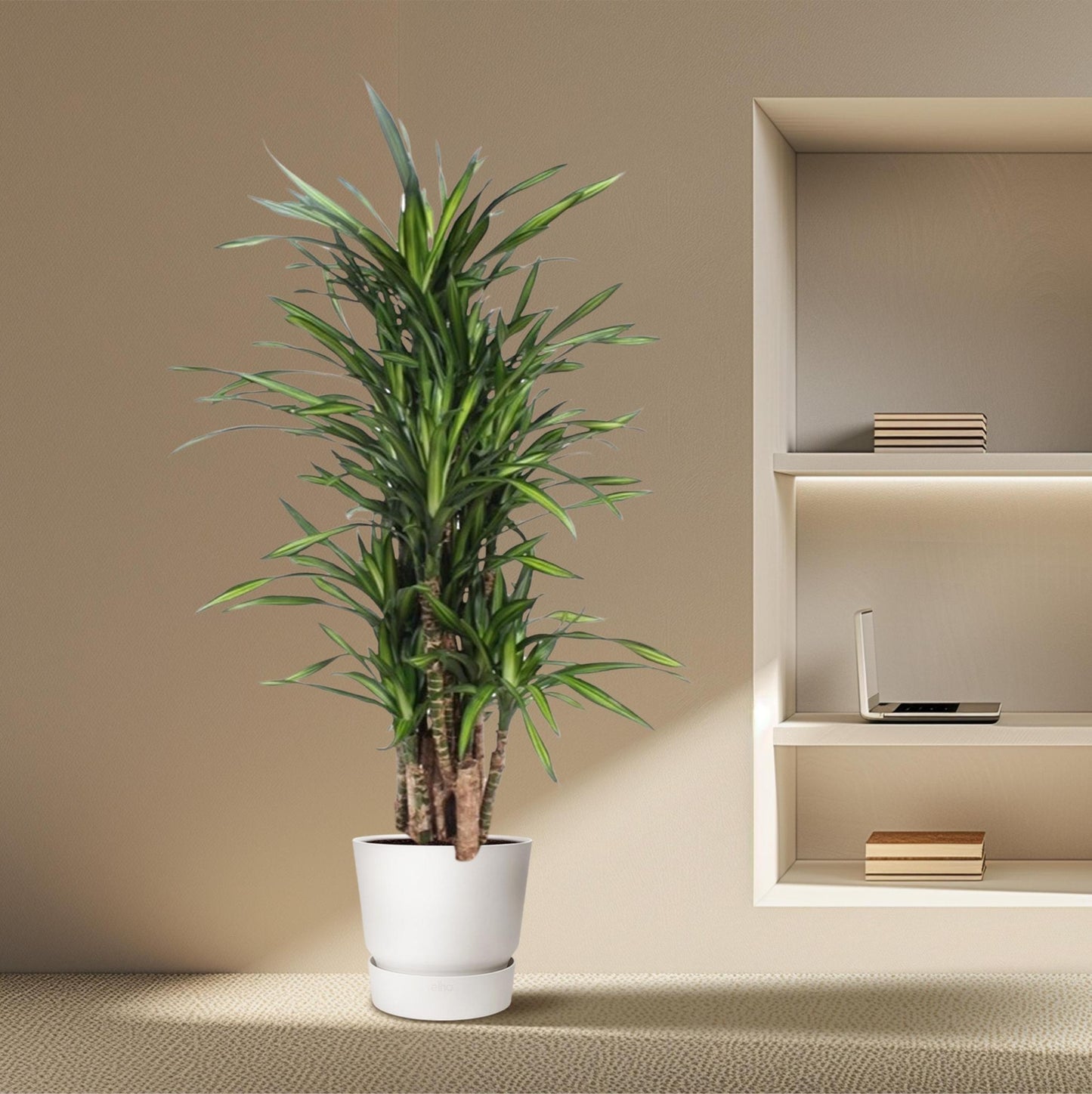 Dracaena Riki