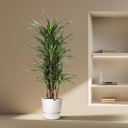 Dracaena Riki