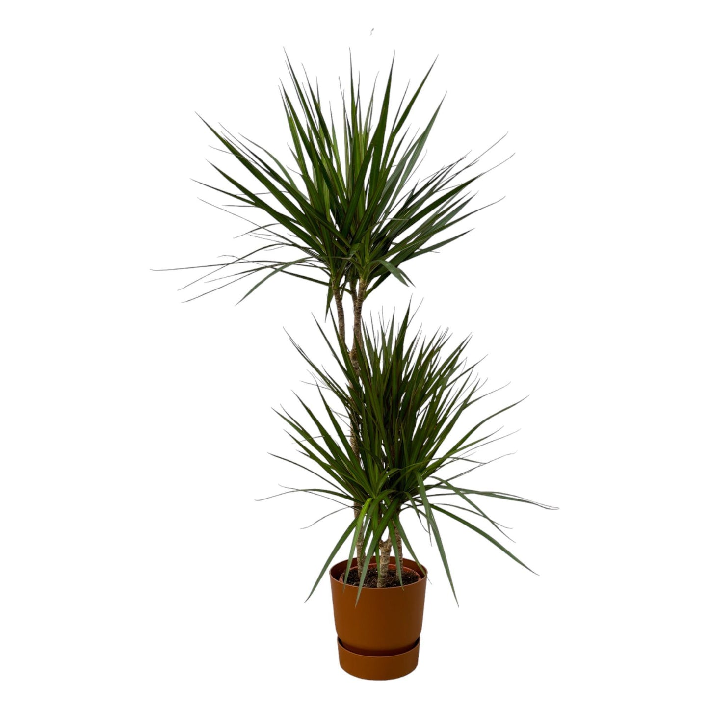 Dracaena Marginata - ↨120cm - Ø21cm inclusief Elho pot