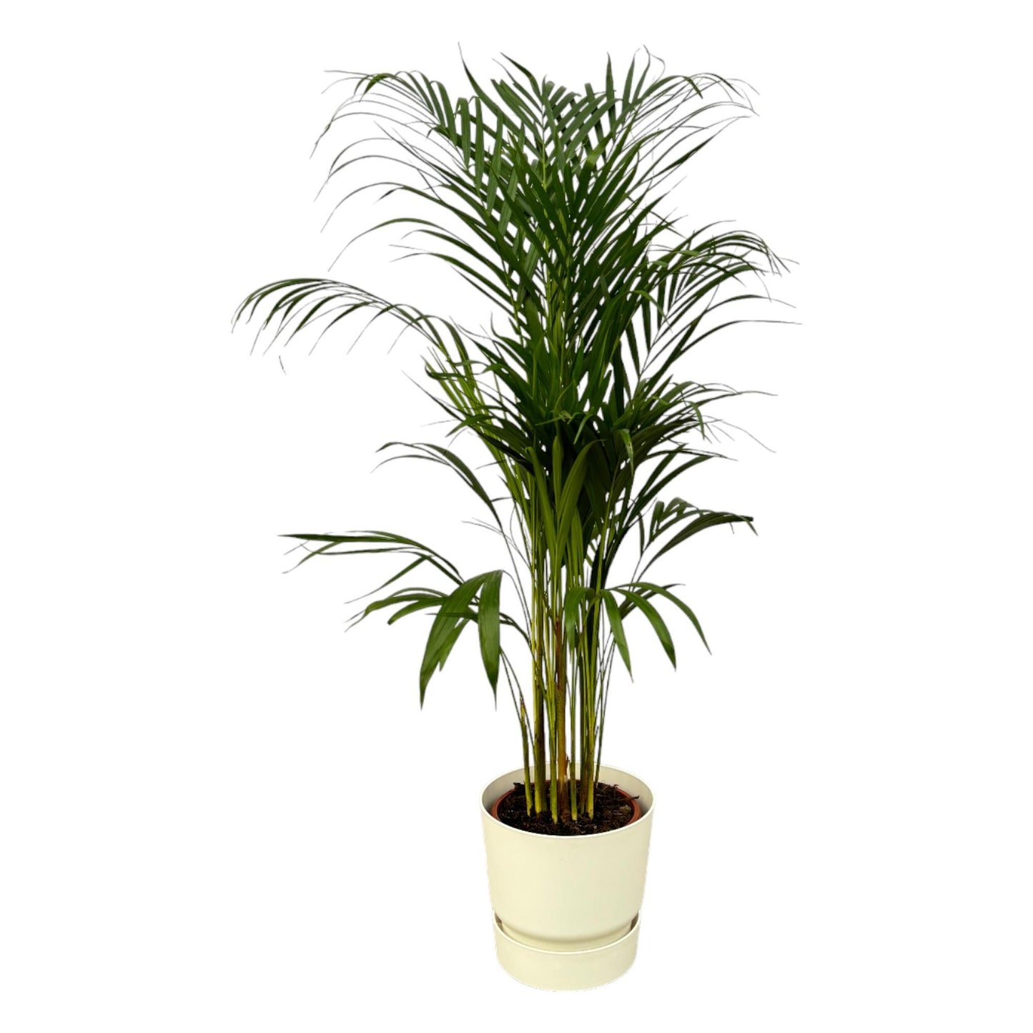 Areca palm - inclusief elho Greenville Round pot