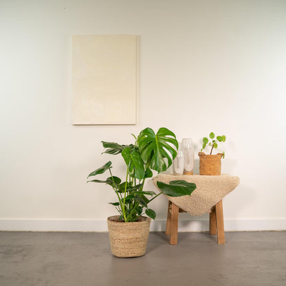Monstera Deliciosa - ↨80cm - Ø21cm + Mand Selin
