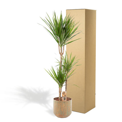 Dracaena Marginata met pot - ↨120cm - Ø21cm