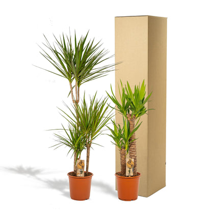 Dracaena - ↨120cm - Ø21cm + Yucca - ↨100cm - Ø21cm