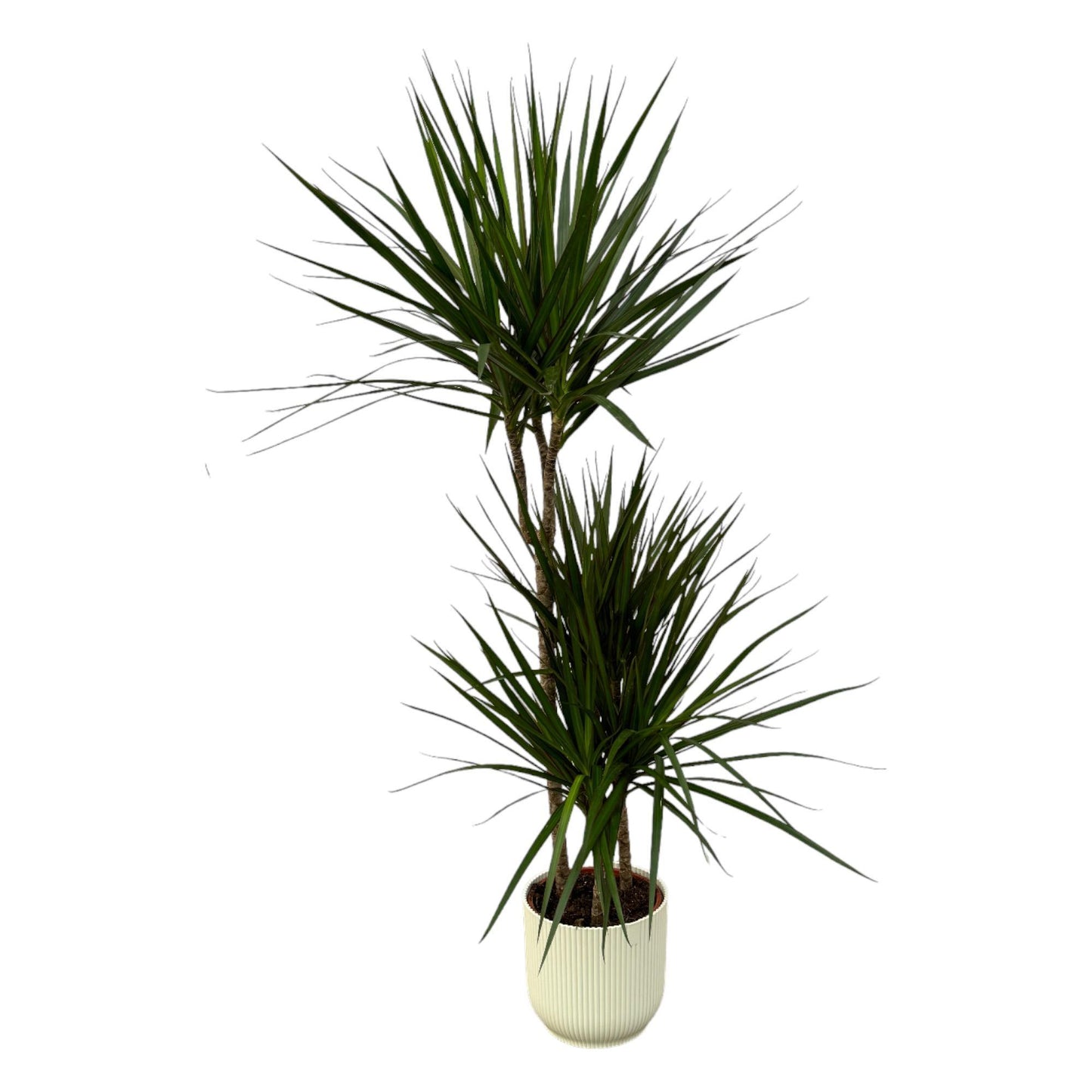 Dracaena Marginata - ↨120cm - Ø21cm inclusief Elho pot