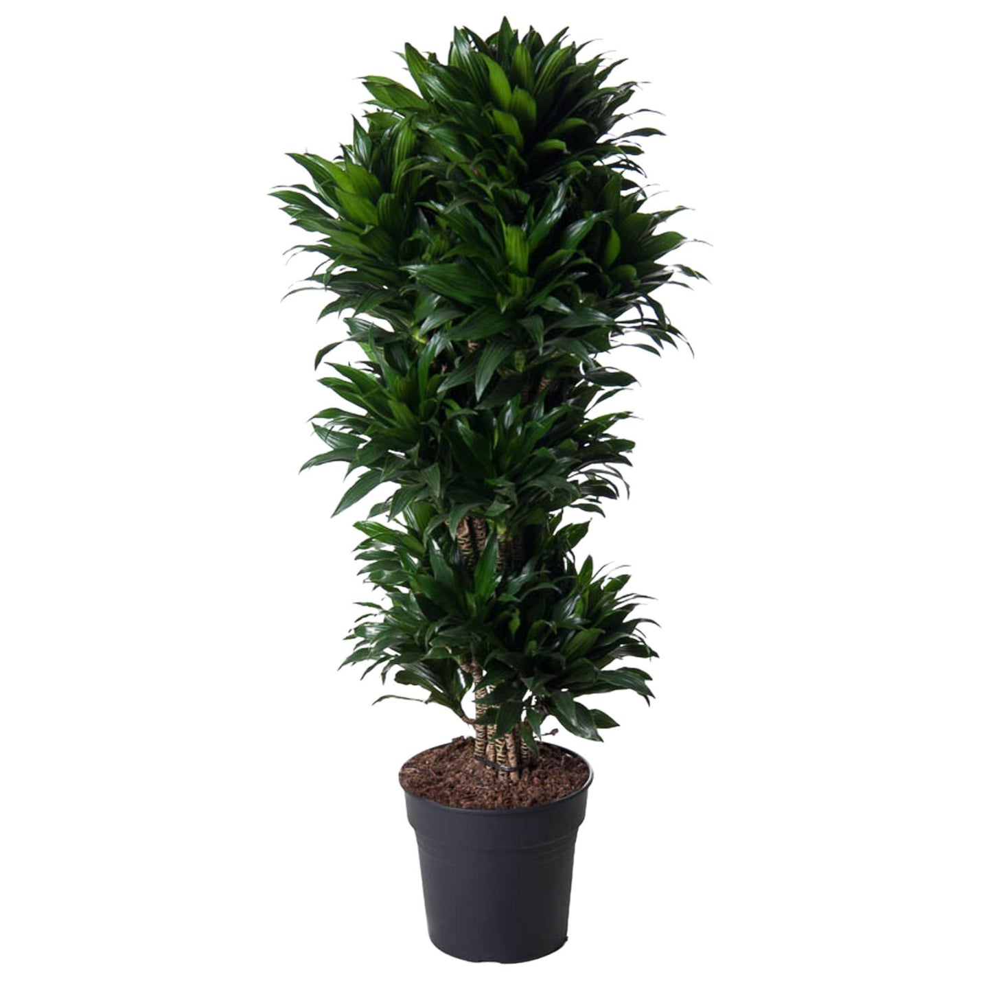Dracaena Compacta