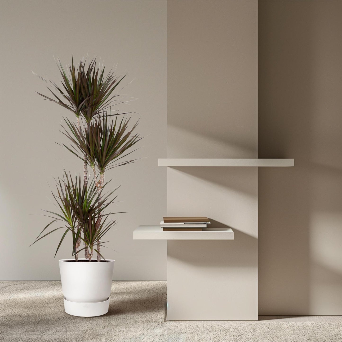 Dracaena Magenta